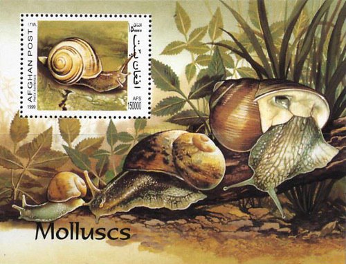[Fauna - Snails, type ]