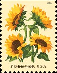 [Sunflowers, type KIN]