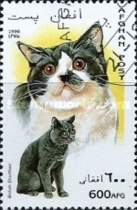 [Cats, type AMZ]