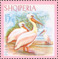 [Birds - Dalmatian Pelican, type ZJ]