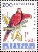 [Exotic Birds, type AAS]