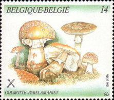 [Mushrooms, type BPX]