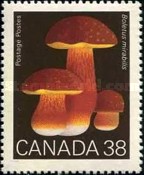 [Mushrooms, type ANQ]