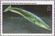[Endangered Animals - Whales, type AKR]