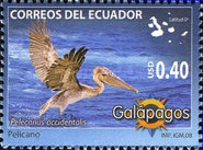 [Fauna of Galapagos Islands, type DKS]