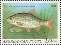 [Fish, type AS]