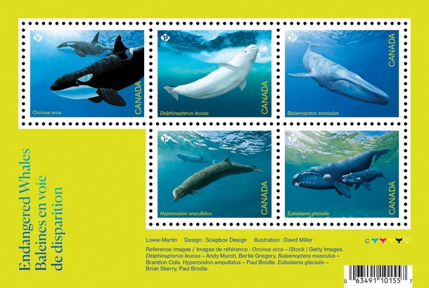 [Marine Life - Endangered Whales, type ]