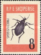[Insects - Beetles, type LP]