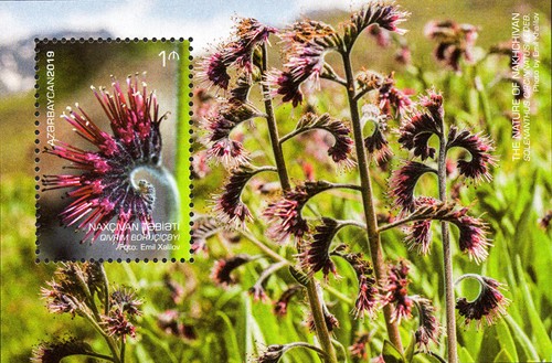[Nakhichevan Nature - Flowers, type ]