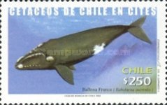 [Whales, type BQQ]