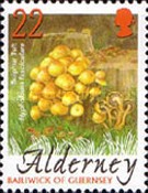 [Mushrooms, type HP]