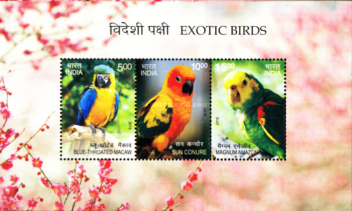 [Exotic Brids, type ]
