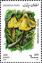 [Mushrooms, type AVL]