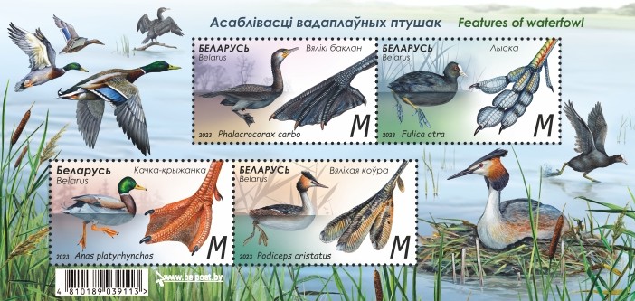 [Features of Waterfowl, type ]