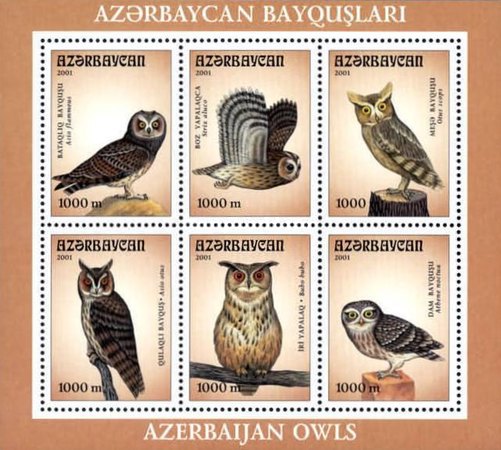 [Birds - Owls, type ]