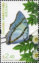 [Butterflies, type AVM]