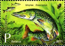 [Fish, type AEI]