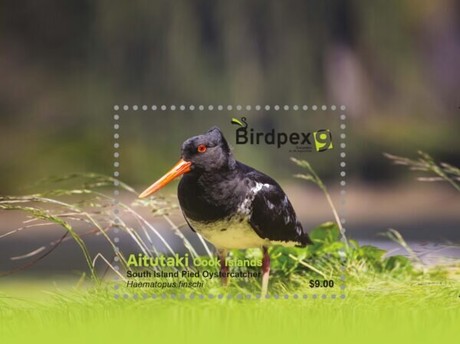 [BIRDPEX 9 - Pied Oystercatcher, type ]