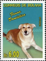 [Pets, Dogs, type BGV]