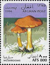 [Mushrooms, type ALV]