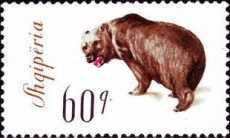 [The Brown Bear, type VS]
