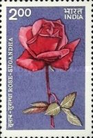 [Roses, type AEY]