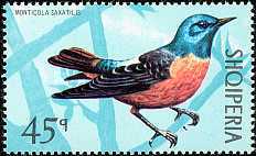 [Birds, type ALZ]