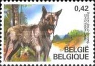 [Belgian Dogbreeds, type CNE]