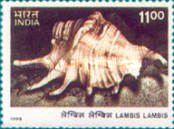 [Shells, type BEJ]