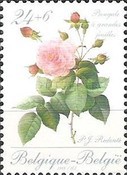 [Roses, type BMD]