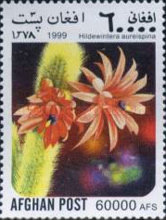 [Flora - Cacti, type ATN]