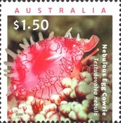 [Living Seashelss - Egg Cowries, type FLM]