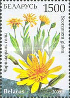 [Flowers, type AAM]