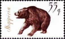 [The Brown Bear, type VR]