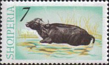 [Water Buffalo, type SL]