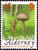 [Mushrooms, type HT]