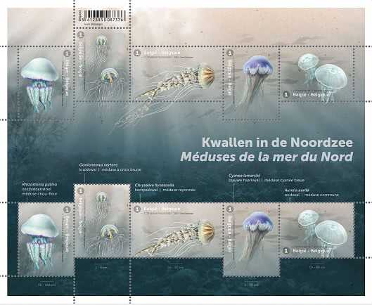 [Fauna - Jellyfish in the North Sea, type ]
