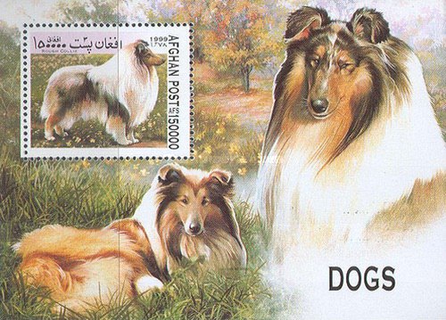 [Dogs, type ]
