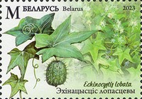 [Invasive Species of Flora and Fauna of Belarus, type BGV]