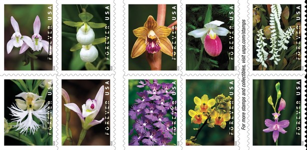 [Flowers - Wild Orchids, type ]