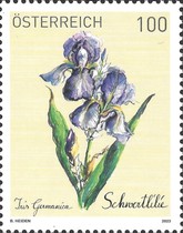[Flowers - German Bearded Iris, type DZS]