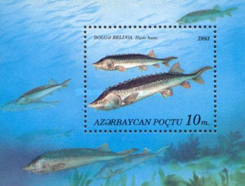[Fish, type ]