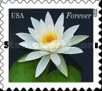 [Flowers - Water Lillies, type GOB]