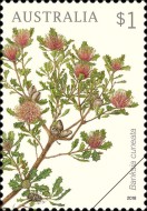 [Flora - Banksias, type EMR]