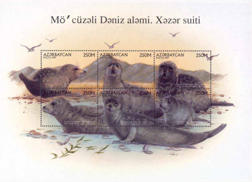 [The Caspian Seal, type ]