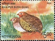 [Endangered Birds of India, type CKI]
