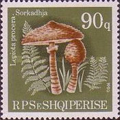 [Mushrooms, type BNA]