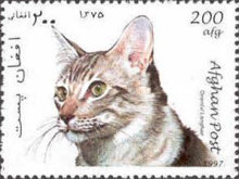 [Cats, type ANZ]