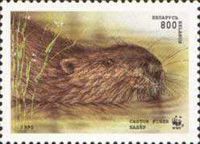 [European Beaver, type CJ]