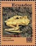 [Frogs, type CDV]